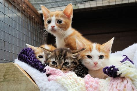 charities for cats|Iba pa.